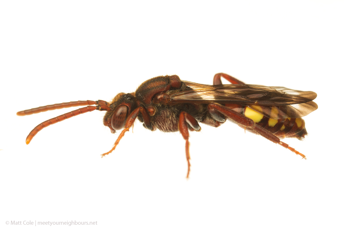 MYN Nomada Bee